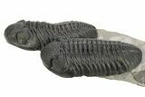 Two Large Pedinopariops Trilobites - Top Quality Specimen #254774-6